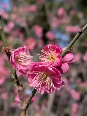 布多天神社(東京都)