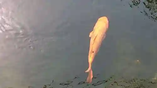 息栖神社の動物