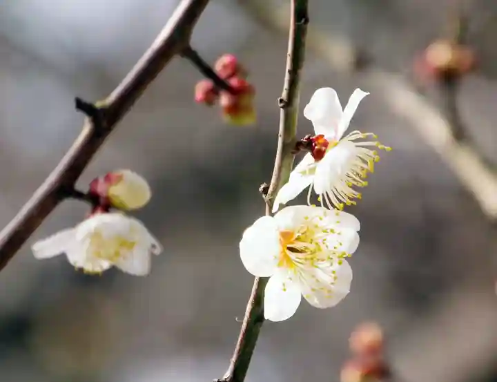 三津厳島神社(愛媛県)