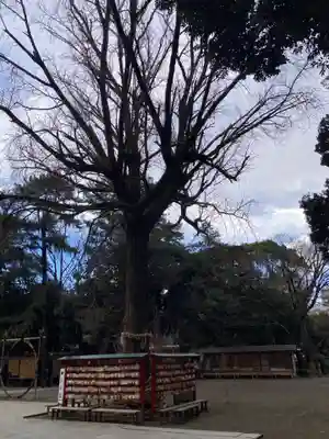 平塚八幡宮(神奈川県)