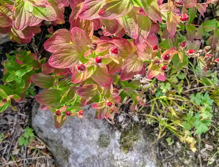 祠(大雪神社奥の院)(北海道)