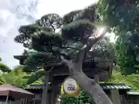 長谷寺の山門・神門