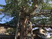 御霊神社(神奈川県)