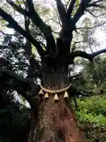 蛭児神社の自然