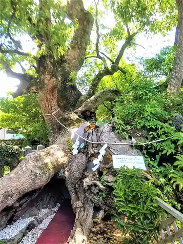 牛嶋天満宮の自然