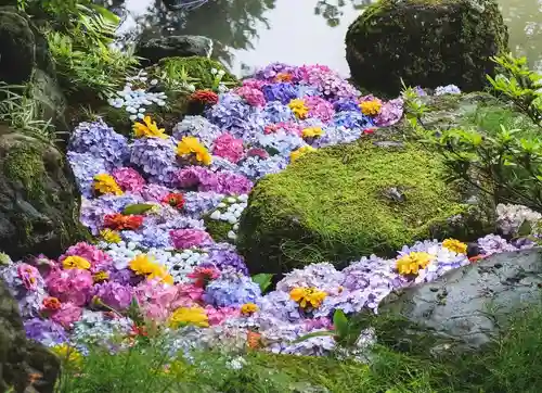 五泉八幡宮の自然