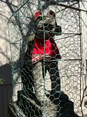 一加番稲荷神社の{uncategorized: "未分類", other: "その他", undefined: "問題あり", building: "その他建物", grave: "お墓", sacred_gate: "鳥居", guardian: "狛犬", statue: "像", buddha: "仏像", history: "歴史", nature: "自然", garden: "庭園", animal: "動物", pagoda: "塔", temizu: "手水舎", mountain_gate: "山門・神門", sanctuary: "本殿・本堂", subordinate: "末社・摂社", art: "芸術", scenery: "景色", jizo: "地蔵", ema: "絵馬", goshuin: "御朱印", omikuji: "おみくじ", items: "授与品その他", amulet: "お守り", goshuincho: "御朱印帳", eats: "食事", festival: "お祭り", votive_dance: "神楽", shichigosan: "七五三参", wedding: "結婚式", experience: "体験その他", initially: "初詣", around: "周辺", anti_infection: "感染症対策"}