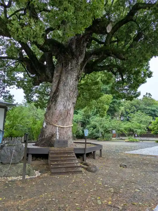 平野神社の{uncategorized: "未分類", other: "その他", undefined: "問題あり", building: "その他建物", grave: "お墓", sacred_gate: "鳥居", guardian: "狛犬", statue: "像", buddha: "仏像", history: "歴史", nature: "自然", garden: "庭園", animal: "動物", pagoda: "塔", temizu: "手水舎", mountain_gate: "山門・神門", sanctuary: "本殿・本堂", subordinate: "末社・摂社", art: "芸術", scenery: "景色", jizo: "地蔵", ema: "絵馬", goshuin: "御朱印", omikuji: "おみくじ", items: "授与品その他", amulet: "お守り", goshuincho: "御朱印帳", eats: "食事", festival: "お祭り", votive_dance: "神楽", shichigosan: "七五三参", wedding: "結婚式", experience: "体験その他", initially: "初詣", around: "周辺", anti_infection: "感染症対策"}