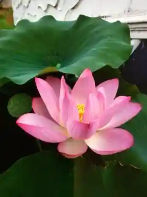 長善寺(東京都)