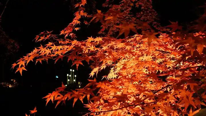 賀茂御祖神社(下鴨神社)(京都府)