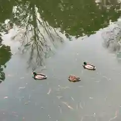 嚴島神社 (京都御苑)の動物