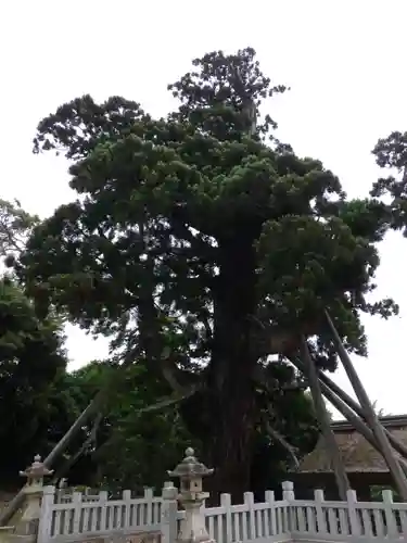 玉若酢命神社の自然