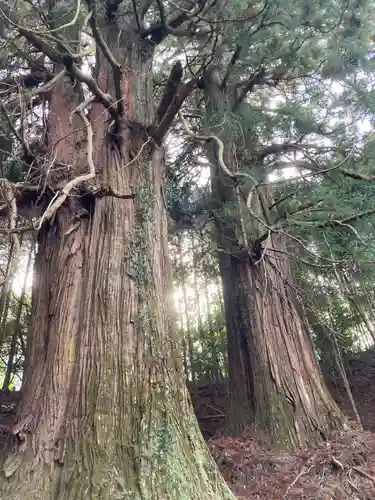 新宮神社の自然