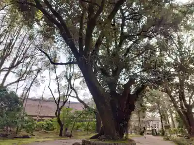 賀茂別雷神社（上賀茂神社）の{uncategorized: "未分類", other: "その他", undefined: "問題あり", building: "その他建物", grave: "お墓", sacred_gate: "鳥居", guardian: "狛犬", statue: "像", buddha: "仏像", history: "歴史", nature: "自然", garden: "庭園", animal: "動物", pagoda: "塔", temizu: "手水舎", mountain_gate: "山門・神門", sanctuary: "本殿・本堂", subordinate: "末社・摂社", art: "芸術", scenery: "景色", jizo: "地蔵", ema: "絵馬", goshuin: "御朱印", omikuji: "おみくじ", items: "授与品その他", amulet: "お守り", goshuincho: "御朱印帳", eats: "食事", festival: "お祭り", votive_dance: "神楽", shichigosan: "七五三参", wedding: "結婚式", experience: "体験その他", initially: "初詣", around: "周辺", anti_infection: "感染症対策"}
