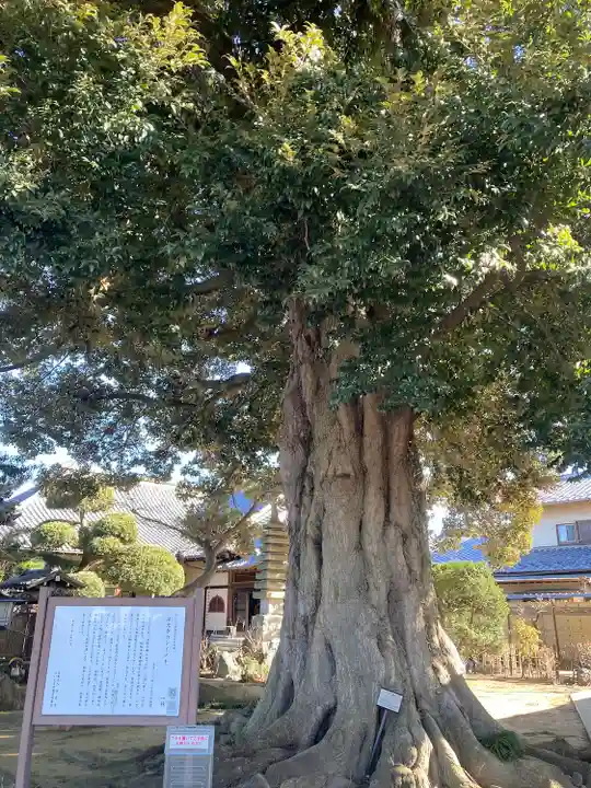法光寺(埼玉県)