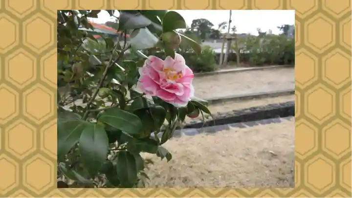 宇治神社(京都府)