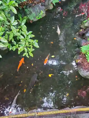 秩父今宮神社の動物