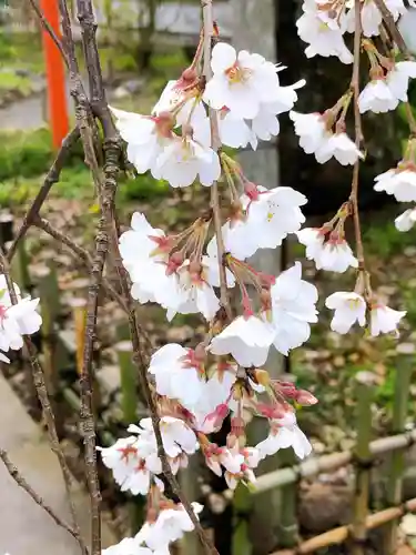 平野神社の自然