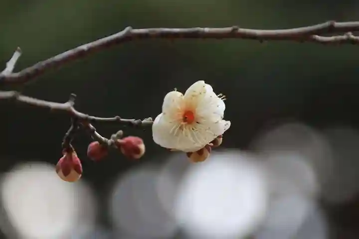 開成山大神宮の自然