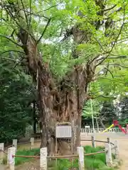 赤坂氷川神社の自然