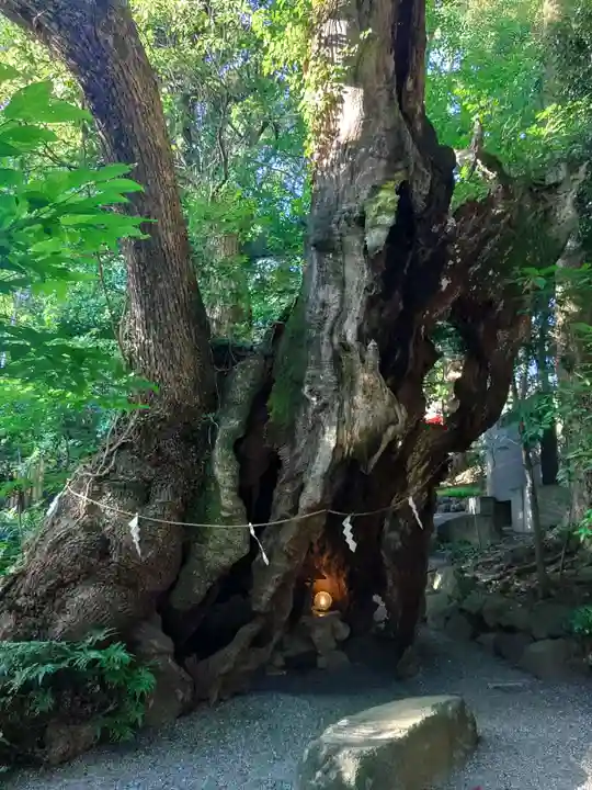 來宮神社(静岡県)