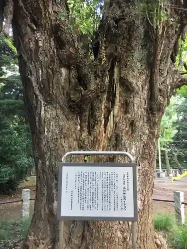 赤坂氷川神社の自然