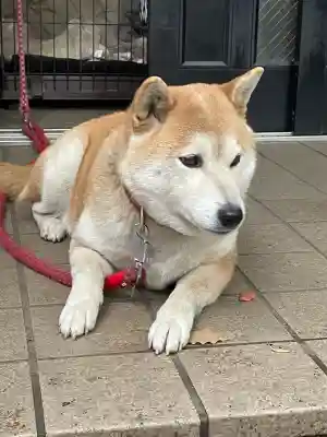 笠䅣稲荷神社の{uncategorized: "未分類", other: "その他", undefined: "問題あり", building: "その他建物", grave: "お墓", sacred_gate: "鳥居", guardian: "狛犬", statue: "像", buddha: "仏像", history: "歴史", nature: "自然", garden: "庭園", animal: "動物", pagoda: "塔", temizu: "手水舎", mountain_gate: "山門・神門", sanctuary: "本殿・本堂", subordinate: "末社・摂社", art: "芸術", scenery: "景色", jizo: "地蔵", ema: "絵馬", goshuin: "御朱印", omikuji: "おみくじ", items: "授与品その他", amulet: "お守り", goshuincho: "御朱印帳", eats: "食事", festival: "お祭り", votive_dance: "神楽", shichigosan: "七五三参", wedding: "結婚式", experience: "体験その他", initially: "初詣", around: "周辺", anti_infection: "感染症対策"}