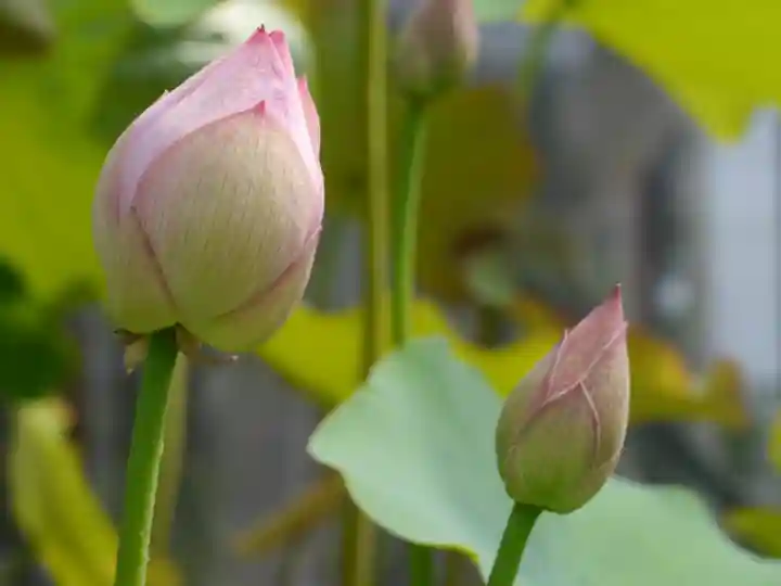 極楽山 浄土寺の自然