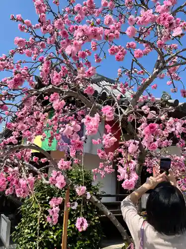 宝勝山　南藏院   蓮光寺(東京都)