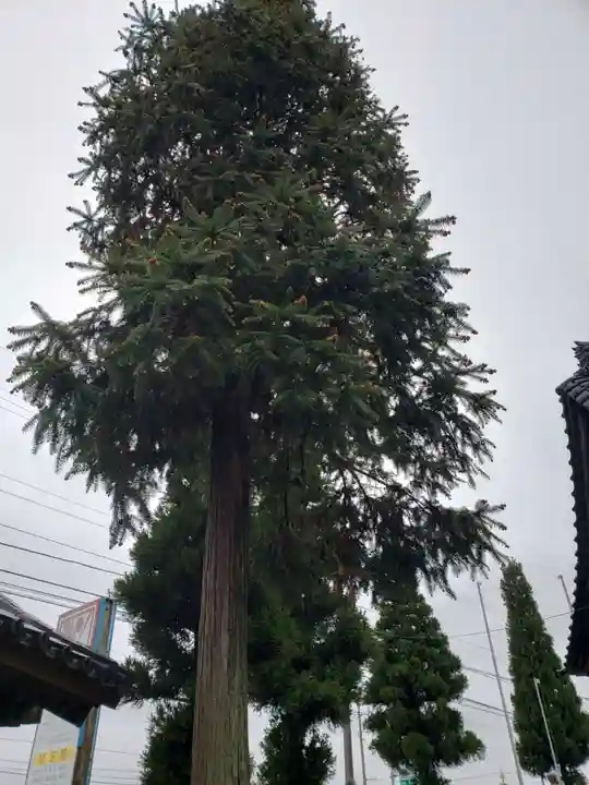 気多神社の自然