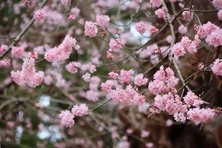 田村神社の自然