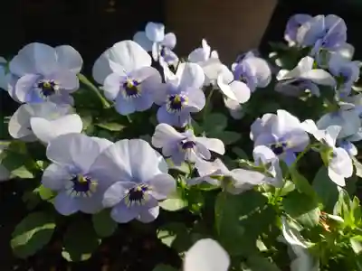 大綱金刀比羅神社(神奈川県)