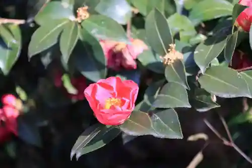 愛宕神社の自然