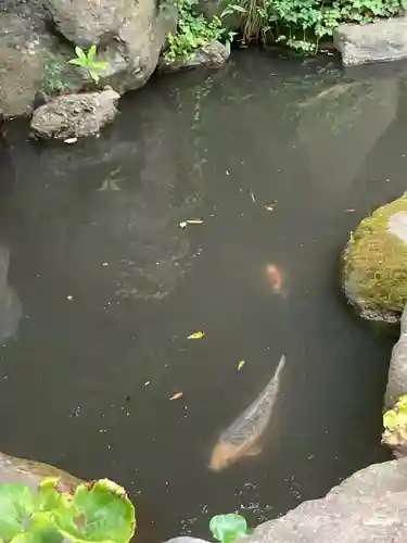 高來神社の動物