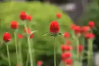 大鏑神社の庭園