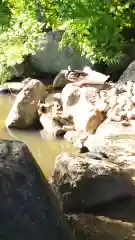 楽法寺（雨引観音）の動物