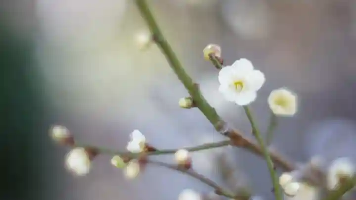 御霊神社(大阪府)