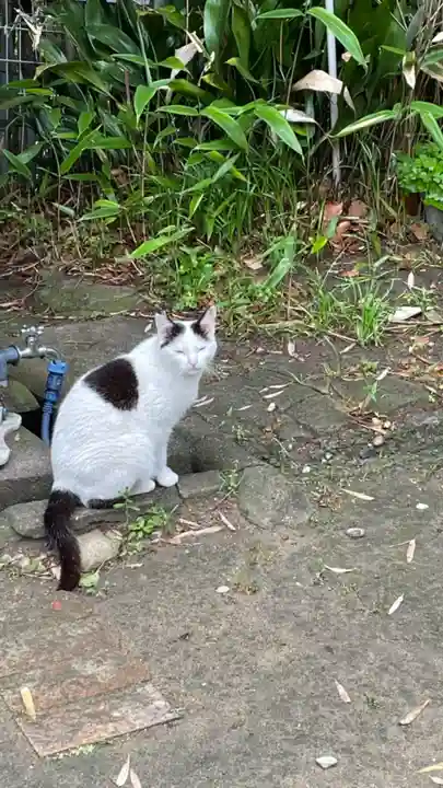 奥山稲荷社の動物