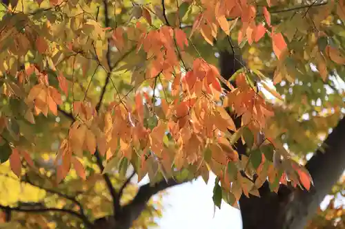 阿邪訶根神社の自然