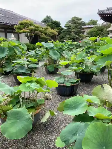 要法寺(神奈川県)