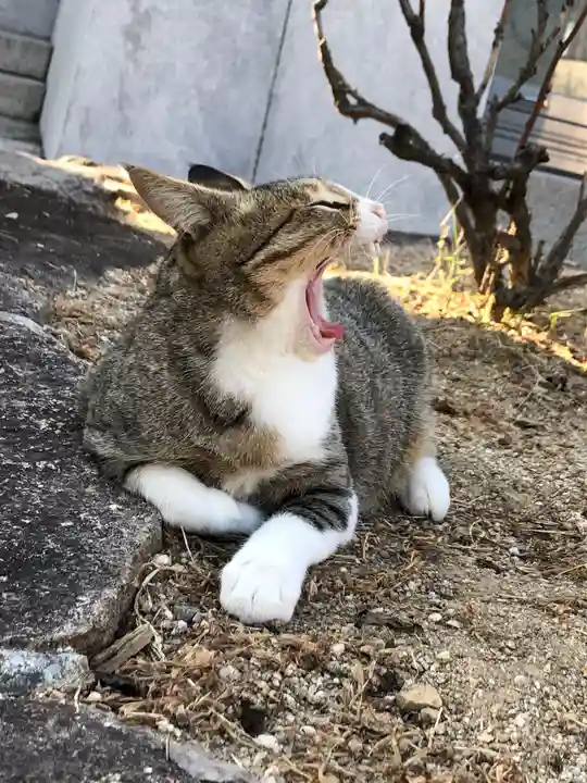 最上稲荷山妙教寺の動物