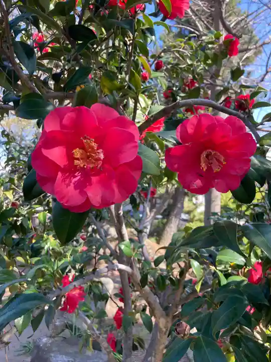 薬王寺(神奈川県)