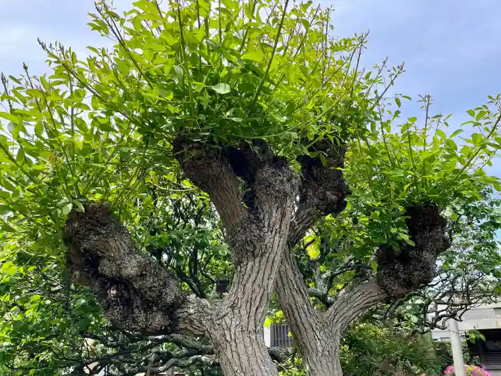 通校神社(神奈川県)