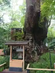 來宮神社の自然