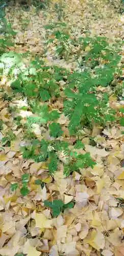 高木神社の自然
