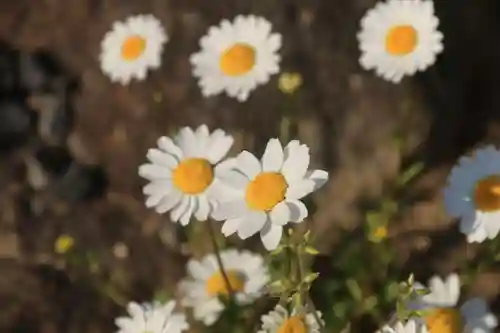 大鏑神社の庭園