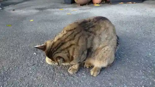 鹿角八坂神社の動物