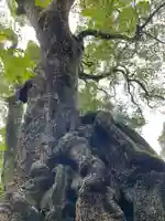 來宮神社の自然