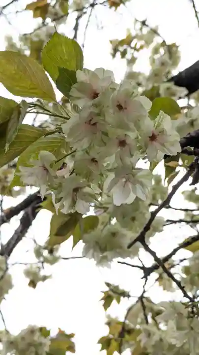 墨染寺(桜寺)(京都府)