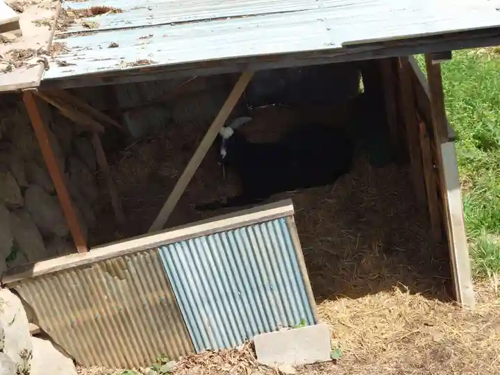 賀茂別雷神社の動物